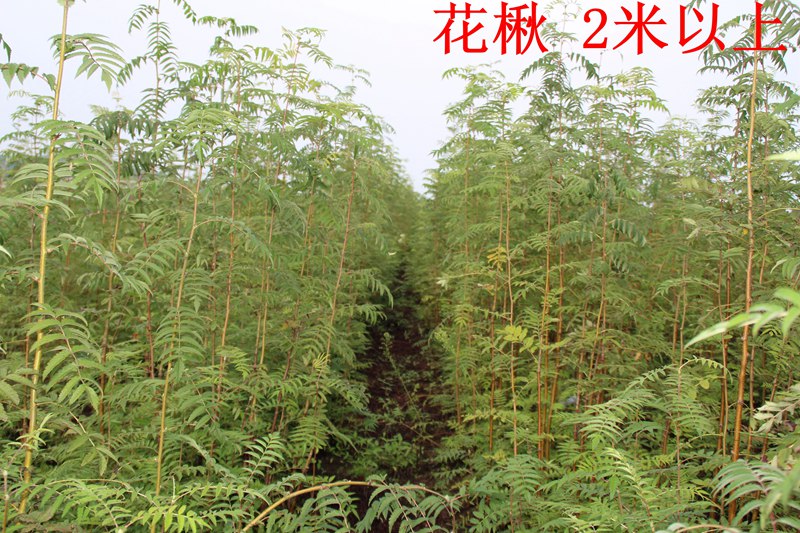 吉林叢生紫椴低價出售vg太平苗圃62