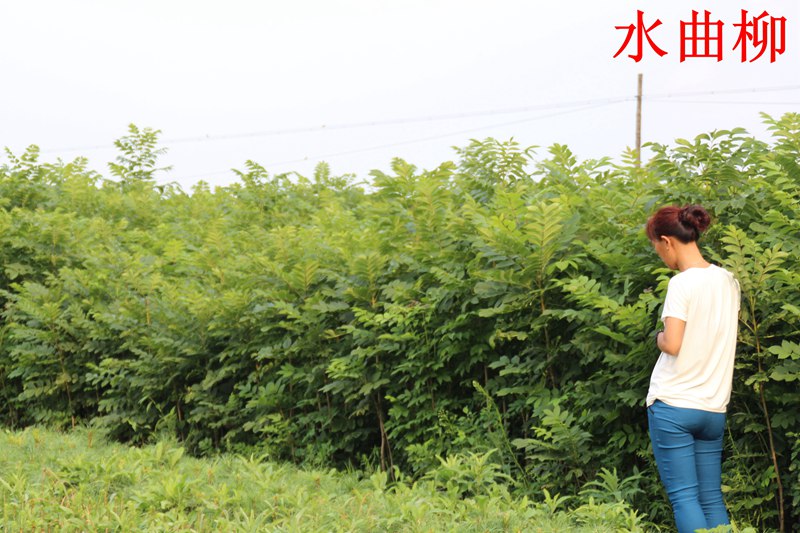 牡丹江市茶條槭-東北現(xiàn)貨報價