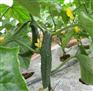 河南漯河蔬菜滴灌带厂家