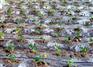 河北大棚滴灌带什么价格