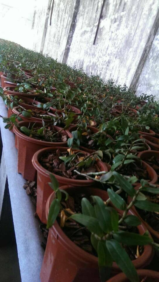 鐵皮石斛淺盆基地種植潤農(nóng)石斛種植