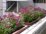 草花种植基地 山东草花批发 青州草花市场