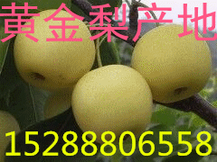 山东皇冠梨销售价格走势  皇冠梨价格  皇冠梨基地