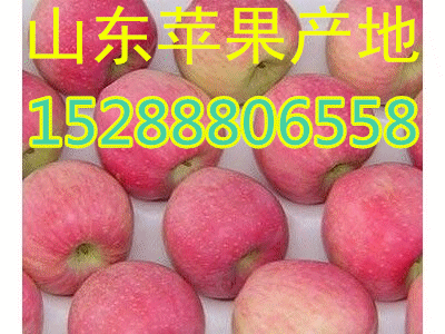 山东美八嘎拉苹果销售价格走势  苹果美八销售  苹果美八价格  苹果美八市场