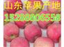 山东美八嘎拉苹果销售价格走势