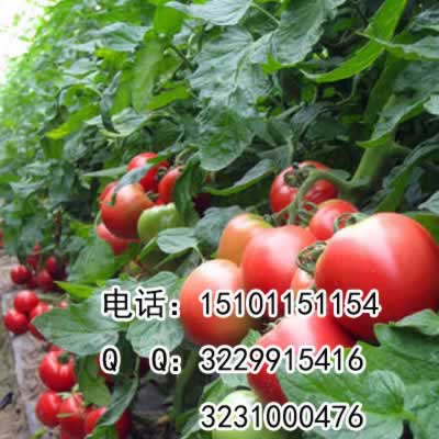 2023硬果番茄品种，耐热大粉果番茄种子  硬果番茄种子  大果番茄品种价格  荷兰番茄种子