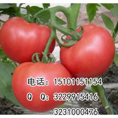 2023硬果番茄品种，耐热大粉果番茄种子  硬果番茄种子  大果番茄品种价格  荷兰番茄种子