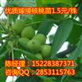 德江核桃苗，德江川早2号核桃，德江良种核桃苗