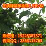 毕节核桃苗,毕节嫁接核桃苗,毕节川早2号