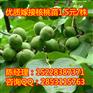 黔西核桃苗,黔西核桃苗营养价值,黔西核桃苗木