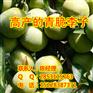 望谟县李子苗,望谟县最好吃的李子苗品种,四川清脆李