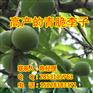 兴仁县李子苗,兴仁县最适合种植的李子品种,四川脆红李