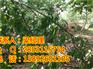 山西嫁接核桃苗那里有卖？山西嫁接核桃苗那里可以买？