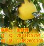 江北柚子苗,江北柚子苗修枝,江北柚子苗施肥