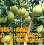 重庆柚子苗,重庆红心蜜柚苗销售,重庆红心蜜柚苗批发
