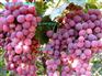 陕西红提葡萄大量上市