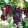 农产品销售红提葡萄价格