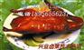 上门教卤菜—加盟正宗熟食—找特色烤鸭