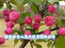 山东临沂青山花卉大量供应白兰地海棠成苗及接穗