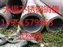南平供应硬态不锈钢带