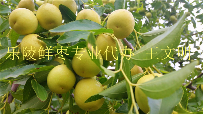 供应山东鲜枣代购代收&nbsp;&nbsp;哪里产的鲜枣好吃&nbsp;&nbsp;鲜枣产地在哪&nbsp;&nbsp;山东鲜大枣