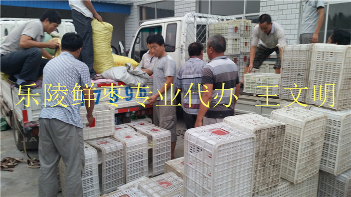 供应山东鲜枣代购代收&nbsp;&nbsp;哪里产的鲜枣好吃&nbsp;&nbsp;鲜枣产地在哪&nbsp;&nbsp;山东鲜大枣