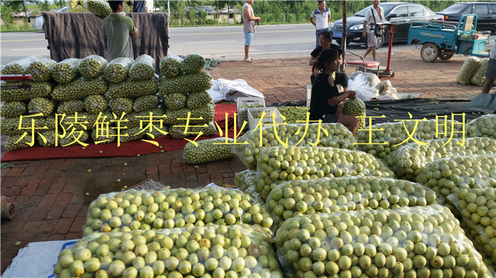 山东冬枣代办 个大清脆 冬枣产地代办 山东冬枣基地 鲜枣产地代办