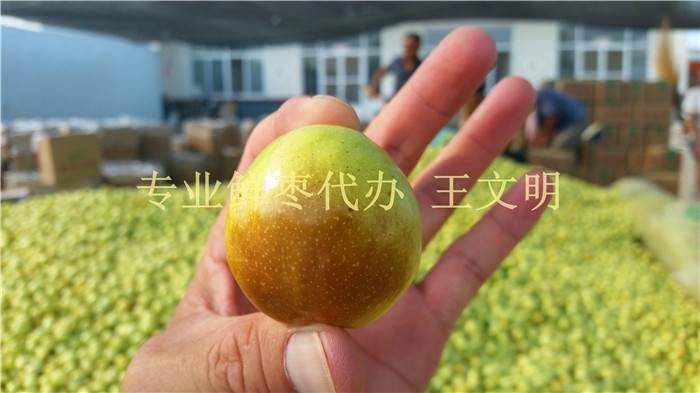 鲜枣产地代办  鲜枣批发商  山东鲜大枣  乐陵鲜小枣