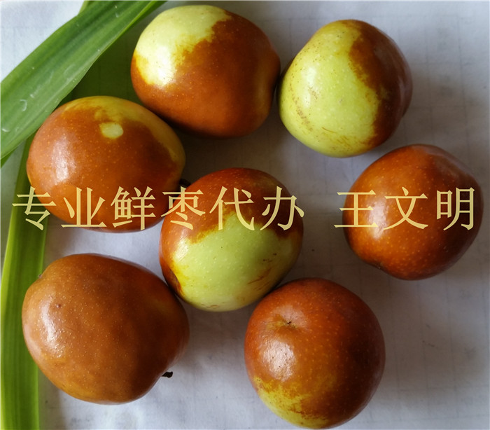 鲜枣产地代办  鲜枣批发商  山东鲜大枣  乐陵鲜小枣