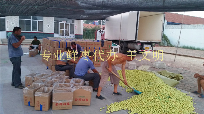 鲜枣产地代办  鲜枣批发商  山东鲜大枣  乐陵鲜小枣