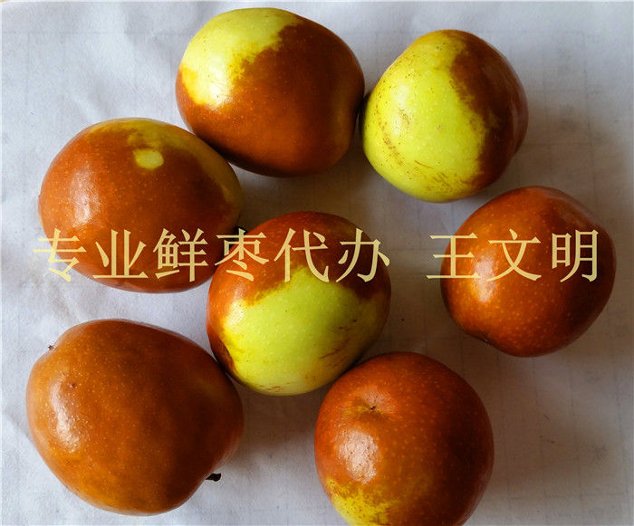 鲜枣批发商  山东鲜大枣  鲜枣供应商  鲜枣代办