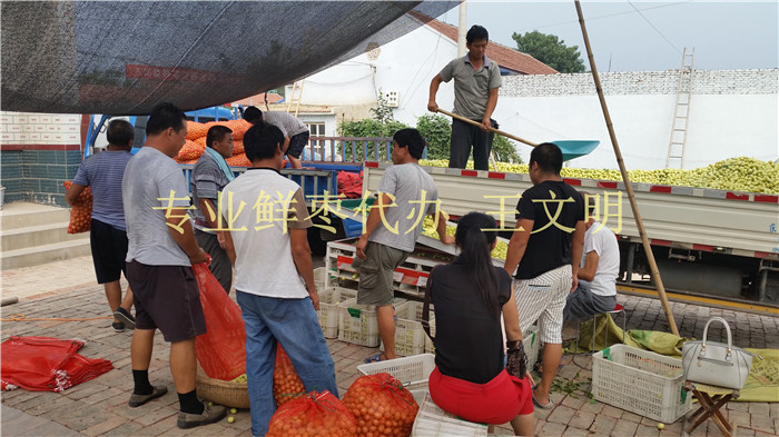 乐陵鲜大枣产地批发代收 鲜枣代购 鲜大枣产地代办 山东鲜大枣