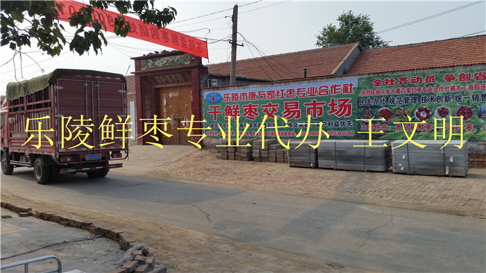 乐陵鲜大枣产地批发代收 鲜枣代购 鲜大枣产地代办 山东鲜大枣