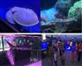 哪里有海狮表演租赁&波阳,[海洋生物展]