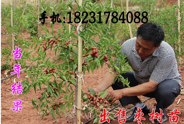 出售金絲小棗苗（林果龍頭企業(yè)）出售金絲大棗苗
