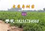 出售早脆王枣树苗（红河原阳县）哪里出售早脆王红枣树苗