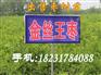 台州哪里出售枣树苗==（最新红枣品种种苗）