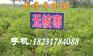大理可以种植枣树吗？云南丽江可以种植红枣苗吗？