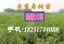 西安哪里出售灰枣苗（乌鲁木齐）可以种植新疆大枣苗吗？榆林