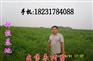 出售早脆王枣苗