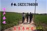 出售新金丝四号枣苗（云南桂林）