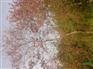 乌桕价格信息资料、乌桕价格走势、南方苗圃