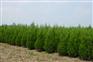 优质蜀桧价格供应、蜀桧园林供应、蜀桧基地