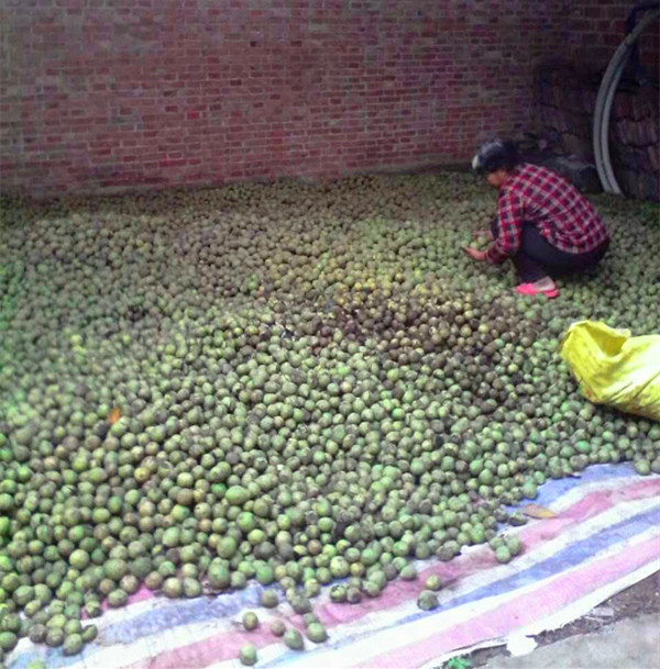 黑核桃种子  美国黑核桃