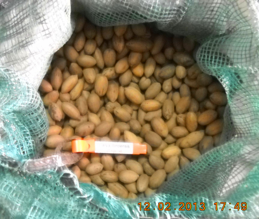 薄壳山核桃种子  碧根果种子  美国薄壳山核桃