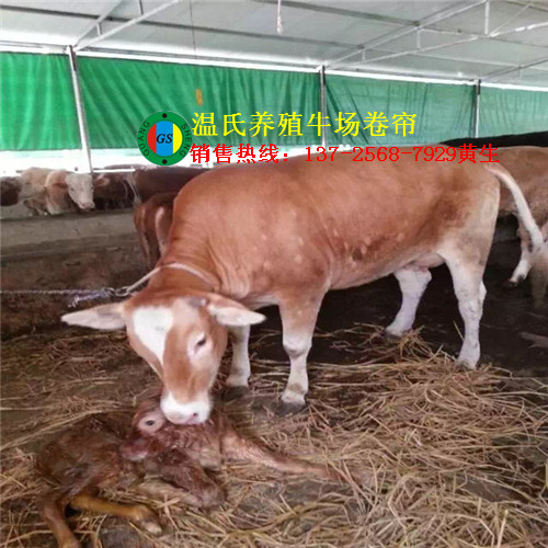 四川猪场卷帘篷布 养殖场卷帘篷布 畜牧场卷帘篷布定做批发&nbsp;&nbsp;猪场卷帘布&nbsp;&nbsp;养殖场篷布