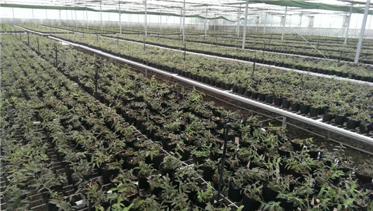 鐵皮石斛現(xiàn)代科技種植潤農(nóng)天康無污染種植