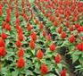 山东四季草花批发 四季草花批发基地