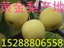 批发销售江苏无锡皇冠梨 皇冠梨最新价格