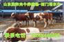现在的牛好养吗什么品种不好生病 山东胜和专业养牛场